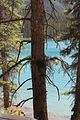 202 - Maligne Canyon, Medicine Lake, Maligne Lake - IMG_1195